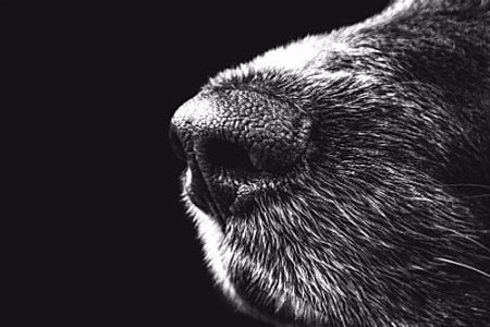 Canine Nose