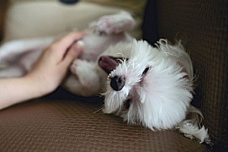 Puppies enjoy a high pitched, excited voice