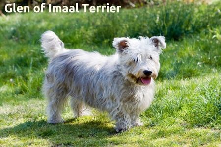 Glen of Imaal Terrier