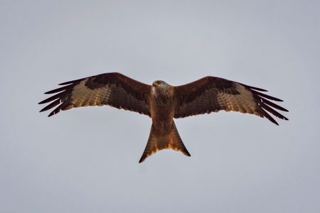 Red Kite in Flight