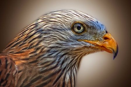 Red Kite