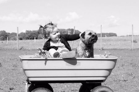 Toddler with dog in wheelbarrow