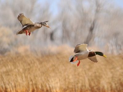 Pair of Mallard