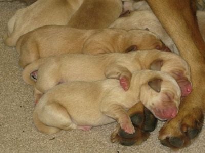 Litter of Labrador Puppies