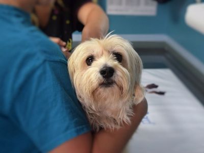 Dog at the Vets