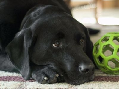 Black Labrador