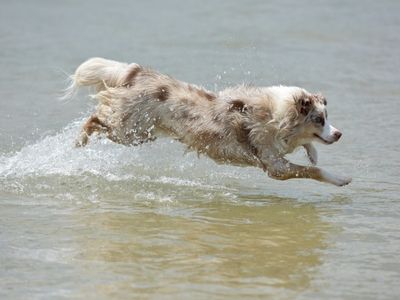 Dog Leaping Through Water