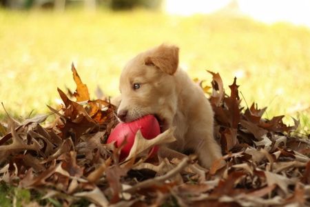 Puppy playing in leaves