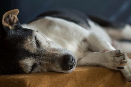 Older dog taking some time out