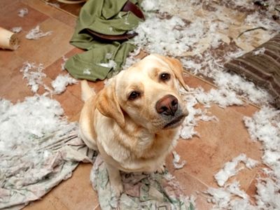Dog Bed Destroyer aka Labrador
