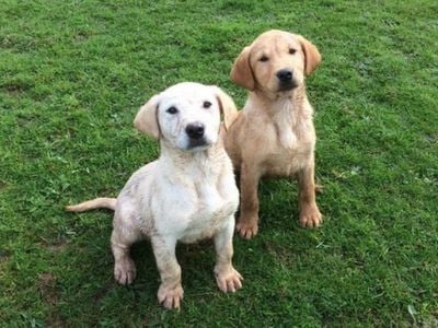 Frodo and Eira at 14 weeks old