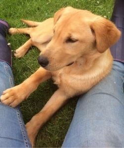 Frodo relaxing at 5 months old