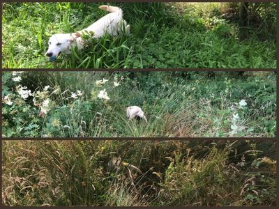 Eira retrieving through cover during different training sessions