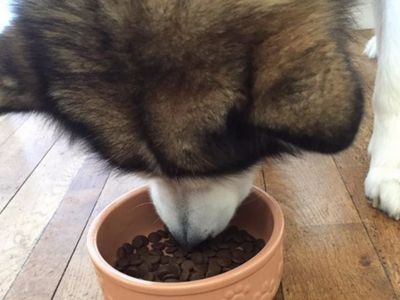 Husky Eating TP Feeds Grain Free Duck