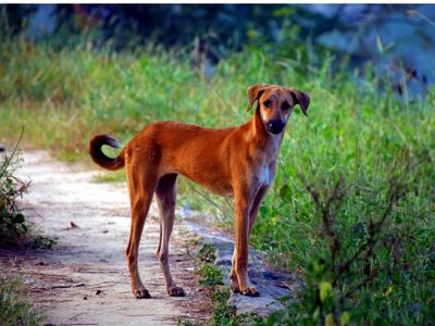 Street Dog Abroad