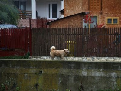 Street Dog in Romania