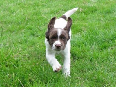 Spaniel puppy, Enzo, recalling