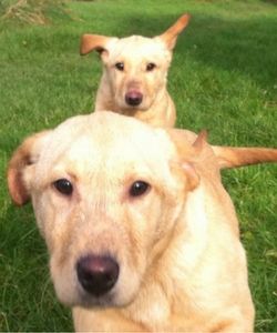 Labrador puppies recalling