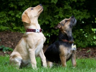 Puppies Sitting