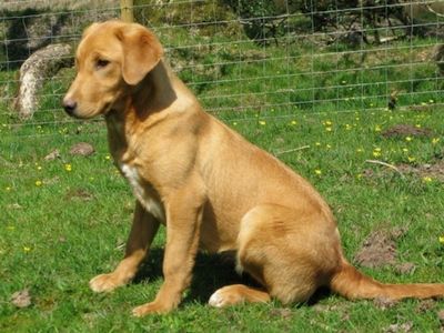 Scout the Labrador puppy sitting