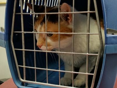 Cat travelling safely in a carrier