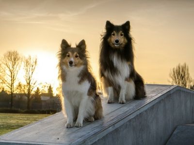 Shelties sitting in sunset