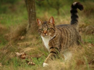 TP Feeds Hypoallergenic Salmon for Cats