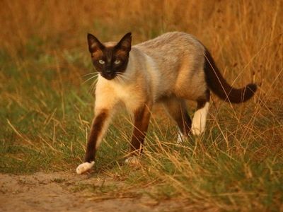 Siamese Cat