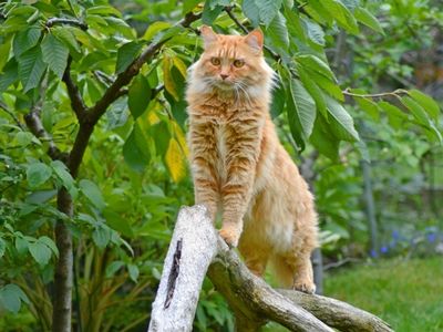 Ginger Cat on Branch