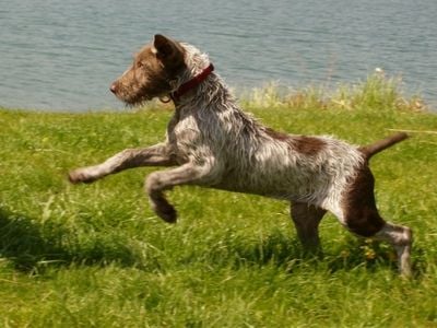 Slovakian Wirehaired Pointer