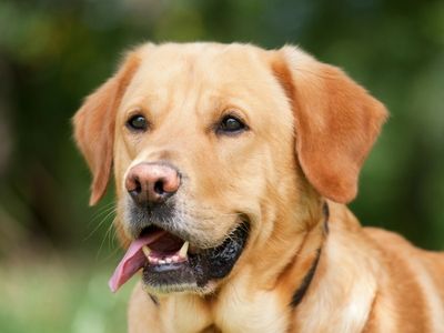 Happy Labrador