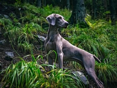 Weimaraner