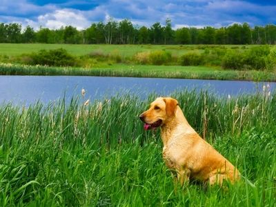 Labrador by the lake