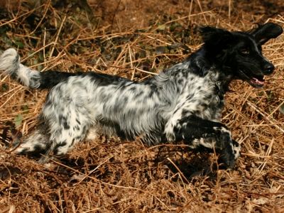 Munsterlander running through the rough