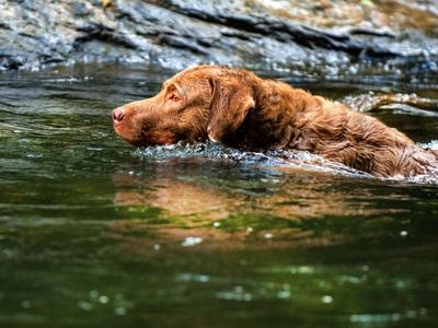 Chesapeake bay retriever swimming