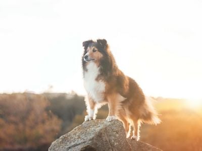 Rough collie