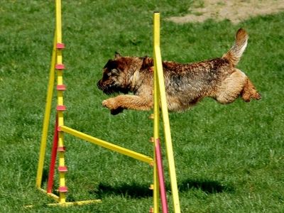 Terrier doing canine agility