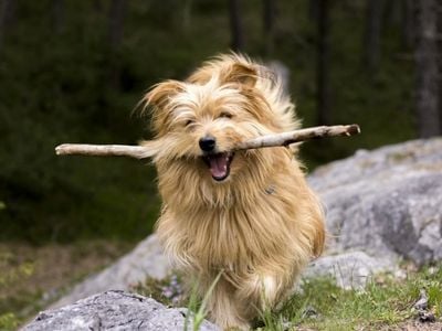 Small dog retrieving stick