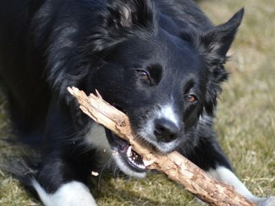 Collie chewing a stick