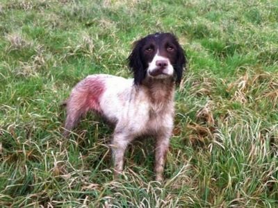 Spaniel with bleeding tail