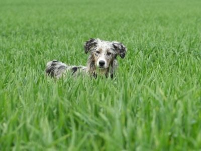 Dog walking in long grass