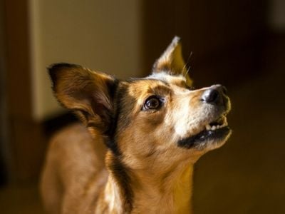 Dog waiting for a command