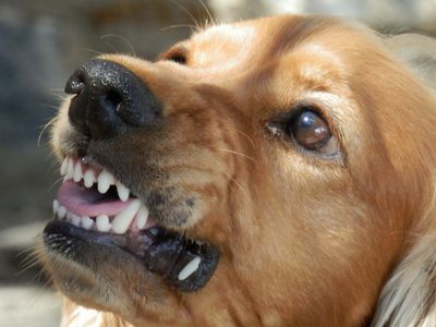 A dog growling as a warning signal