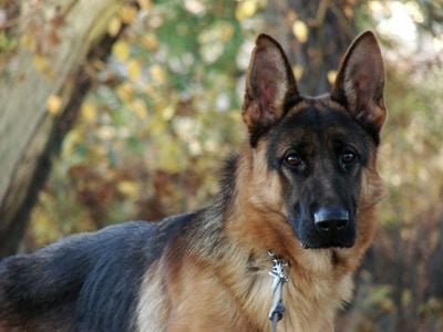 German shepherd dog