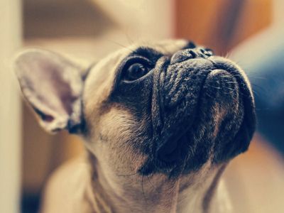 Health Problems in French Bulldogs: The Worst Is Yet To Come - TP Blog