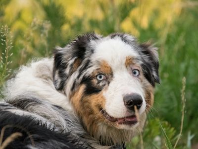 Australian shepherd in grass