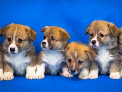 Welsh corgi puppies