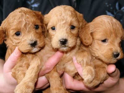 Puppies