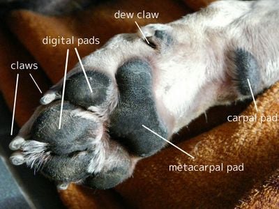 Dog Paw Anatomical Diagram