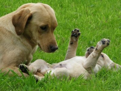 Labrador, Cira, and puppy, Cosmo, on the lawn